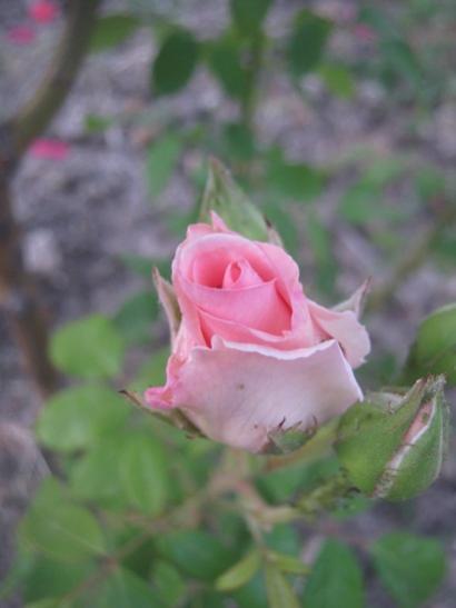 Name:  tomurcuk1.jpg
Views: 1068
Size:  20.9 KB