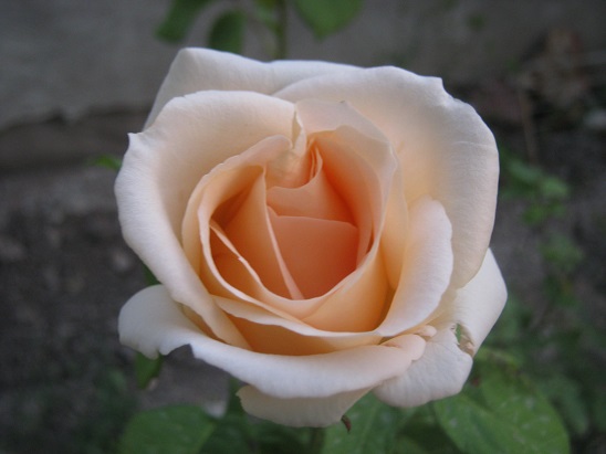 Name:  gl1.jpg
Views: 968
Size:  61.1 KB