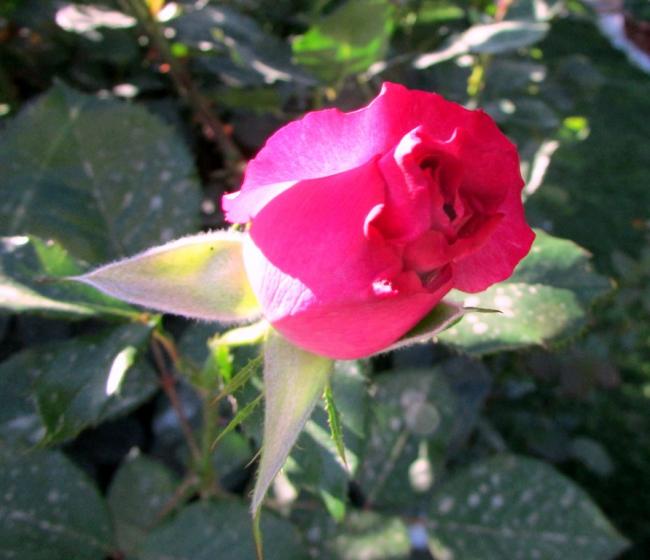 Name:  IMG_5168.jpg
Views: 600
Size:  41.6 KB