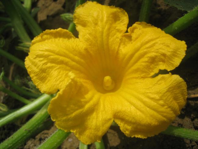 Name:  atalca 012.jpg
Views: 1383
Size:  38.0 KB