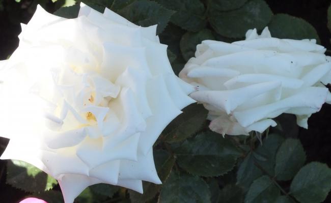 Name:  DSCF0968.jpg
Views: 998
Size:  22.8 KB