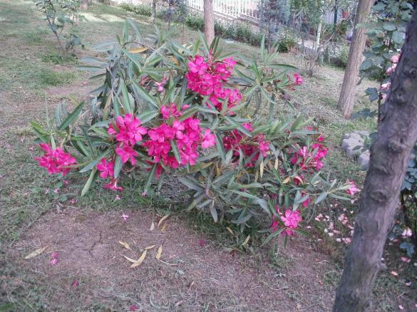 Name:  P1010034a.jpg
Views: 368
Size:  70.8 KB