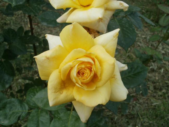 Name:  P1010035a.jpg
Views: 344
Size:  36.9 KB