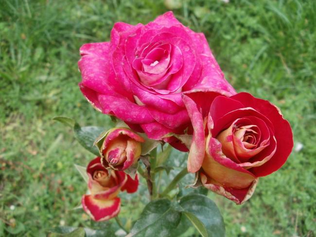 Name:  P1010043a.jpg
Views: 327
Size:  50.2 KB