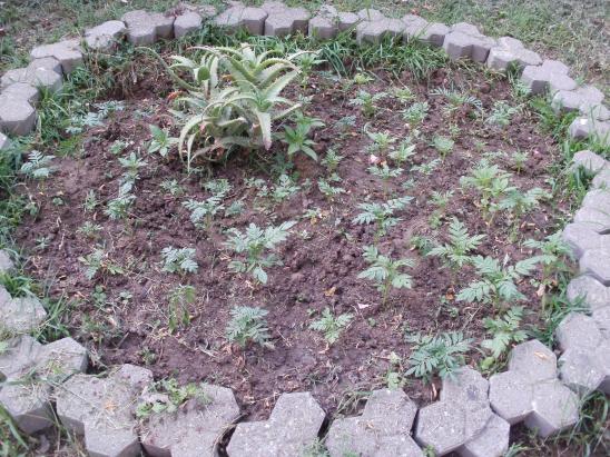 Name:  P1010036a.jpg
Views: 369
Size:  71.5 KB