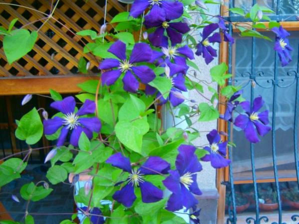 Name:  clematis(600 x 450).jpg
Views: 886
Size:  54.3 KB