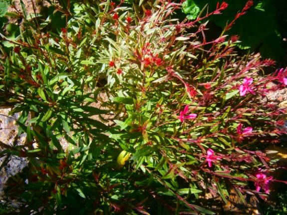 Name:  gaura (600 x 450).jpg
Views: 879
Size:  71.6 KB