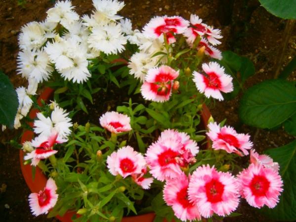 Name:  karanfil(600 x 450).jpg
Views: 885
Size:  52.0 KB