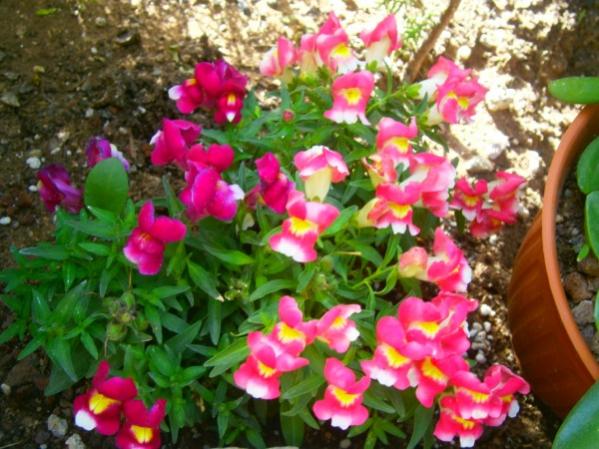 Name:  aslanaz (600 x 450).jpg
Views: 869
Size:  56.0 KB