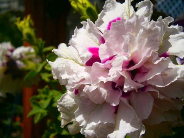 Name:  katmerlipetunya(600 x 450).jpg
Views: 874
Size:  59.5 KB
