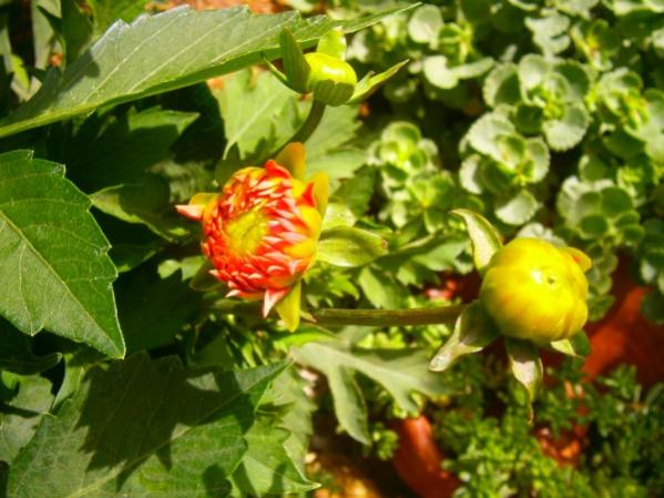 Name:  dahlia(600 x 450).jpg
Views: 909
Size:  48.6 KB