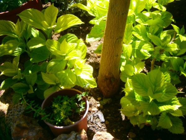 Name:  ortanca (600 x 450).jpg
Views: 923
Size:  51.5 KB