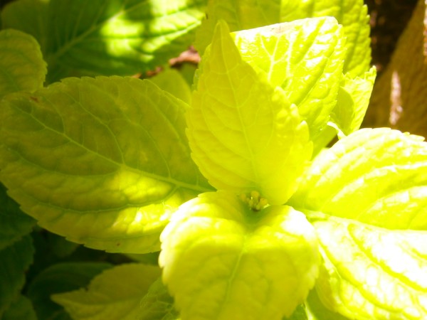 Name:  ortanca2 (600 x 450).jpg
Views: 876
Size:  52.3 KB