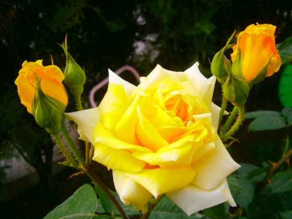 Name:  sargl(600 x 450).jpg
Views: 1686
Size:  56.0 KB