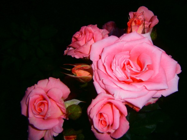 Name:  yavruazgl (600 x 450).jpg
Views: 863
Size:  48.1 KB