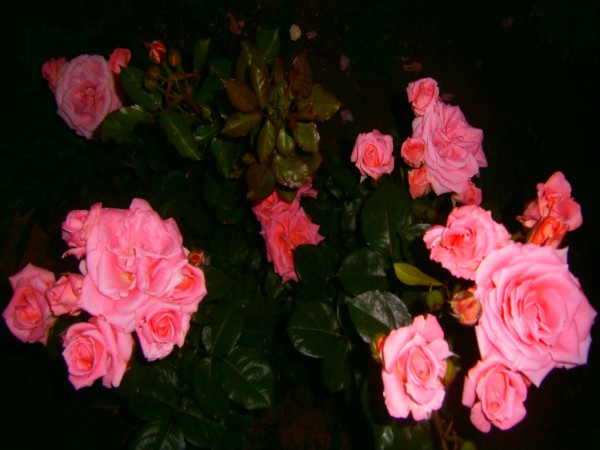 Name:  ygl2(600 x 450).jpg
Views: 925
Size:  57.9 KB