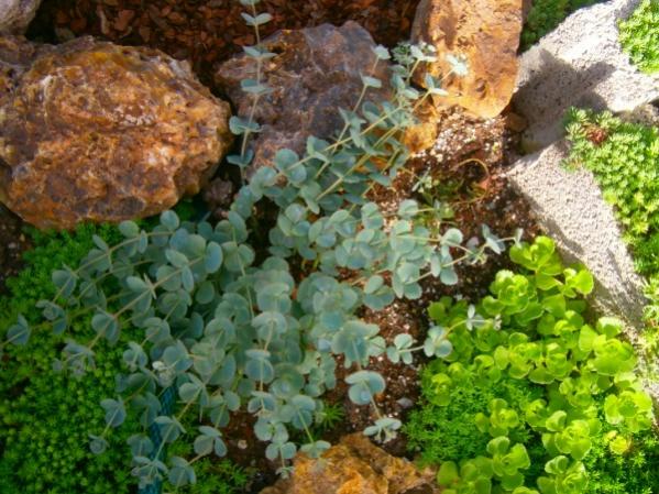 Name:  sedum(600 x 450).jpg
Views: 893
Size:  63.9 KB