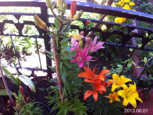 Name:  IMG_6207.jpg
Views: 460
Size:  64.8 KB