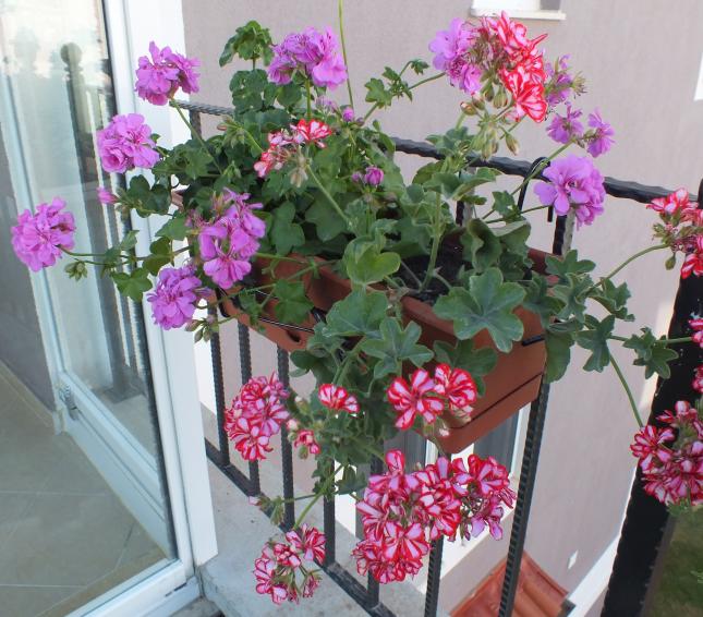 Name:  DSCF1017.jpg
Views: 633
Size:  70.2 KB