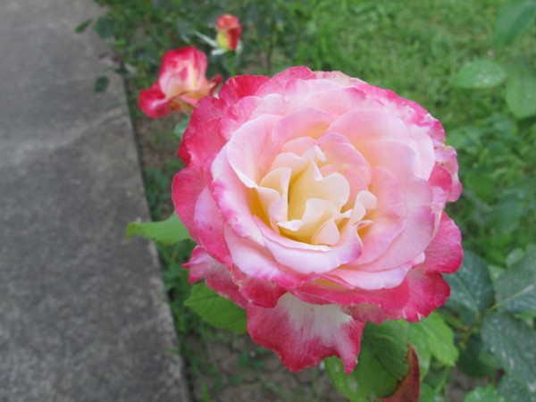 Name:  IMG_2053 (600 x 450).jpg
Views: 800
Size:  52.0 KB