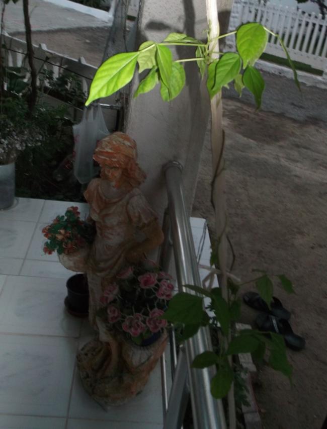 Name:  DSCF3078.jpg
Views: 681
Size:  55.5 KB