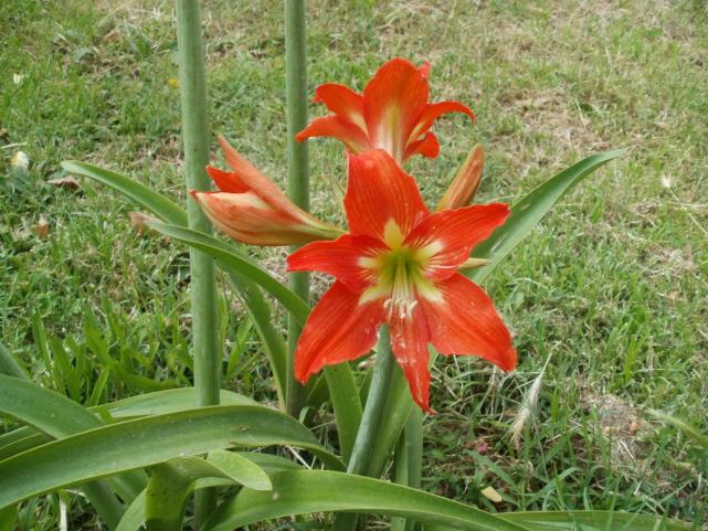 Name:  P1010062a.jpg
Views: 395
Size:  71.1 KB