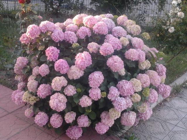Name:  2013-06-03 19.58.22.jpg
Views: 1452
Size:  64.1 KB