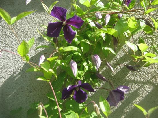 Name:  c. jackmani.jpg
Views: 956
Size:  55.5 KB