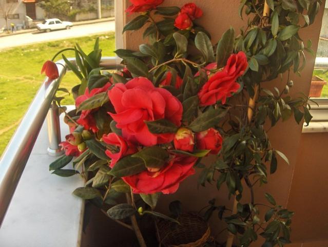 Name:  HPIM2328.jpg
Views: 1421
Size:  46.0 KB