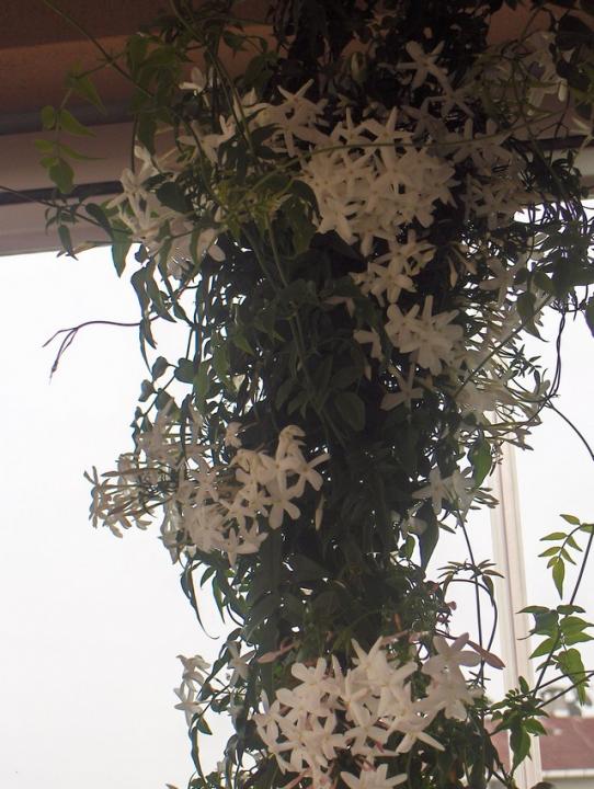 Name:  HPIM2448.jpg
Views: 1412
Size:  67.7 KB