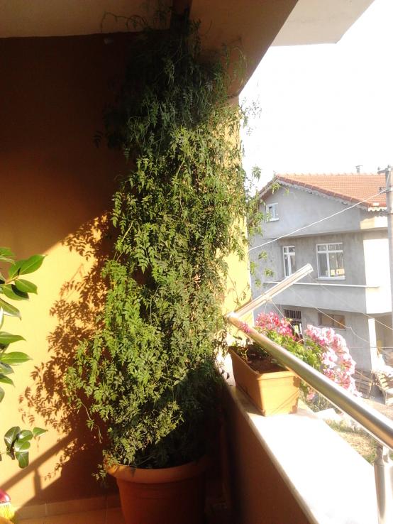 Name:  2013-06-04 18.38.22.jpg
Views: 1354
Size:  73.0 KB