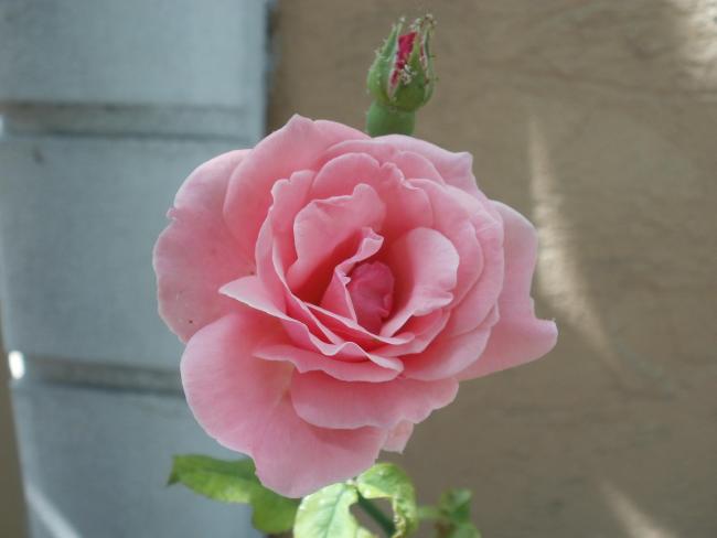 Name:  P1010085a.jpg
Views: 383
Size:  23.8 KB