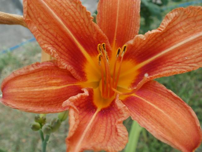 Name:  P1010092a.jpg
Views: 346
Size:  42.3 KB