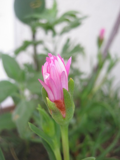 Name:  delosperma c..jpg
Views: 1651
Size:  69.3 KB
