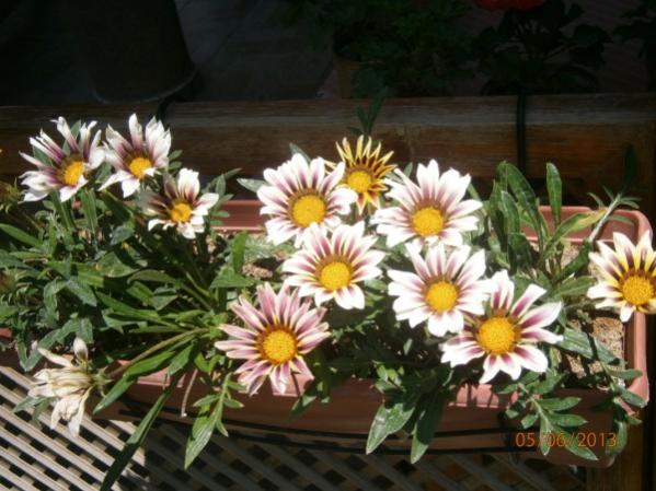 Name:  gazanya(600 x 450).jpg
Views: 869
Size:  50.2 KB