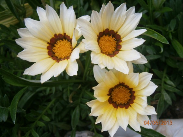Name:  gazanya2 (600 x 450).jpg
Views: 809
Size:  60.9 KB
