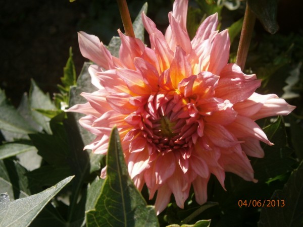 Name:  dahlia (600 x 450).jpg
Views: 819
Size:  64.8 KB