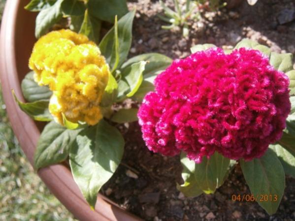 Name:  horoz ibii(600 x 450).jpg
Views: 1214
Size:  43.9 KB