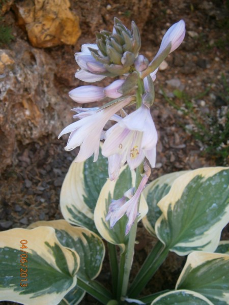 Name:  hosta (450 x 600).jpg
Views: 788
Size:  68.5 KB