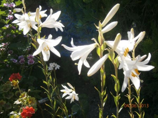 Name:  mis zambak(600 x 450).jpg
Views: 871
Size:  47.3 KB