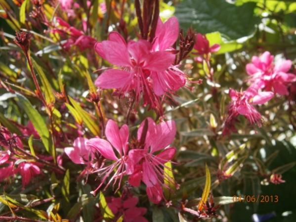 Name:  gaura (600 x 450).jpg
Views: 800
Size:  51.5 KB