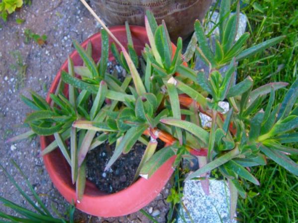 Name:  kazaya (600 x 450).jpg
Views: 1506
Size:  54.4 KB