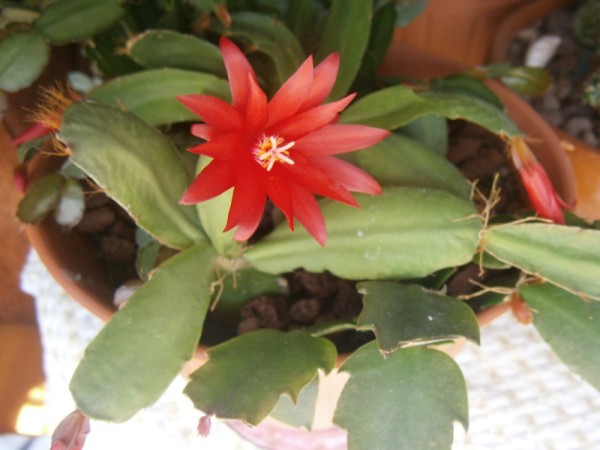 Name:  paskalya (600 x 450).jpg
Views: 883
Size:  53.1 KB