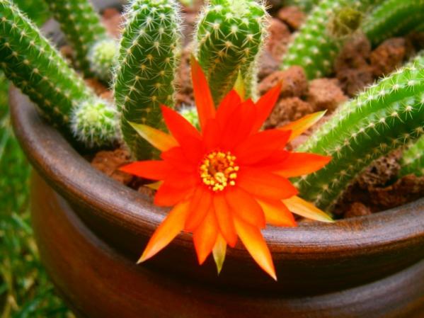 Name:  kakts (600 x 450).jpg
Views: 822
Size:  41.9 KB