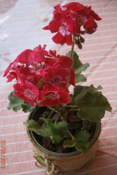 Name:  sardunya (400 x 600).jpg
Views: 895
Size:  55.2 KB