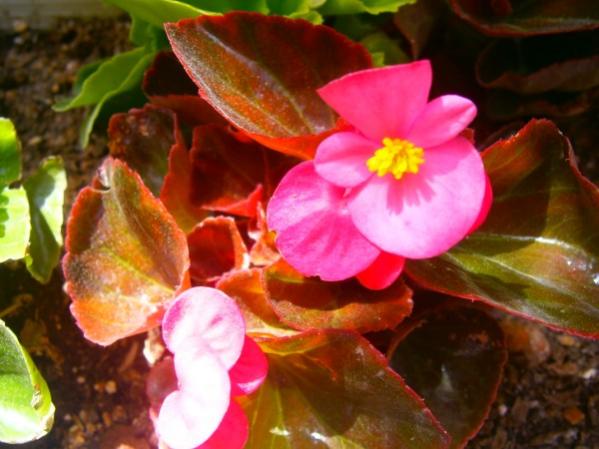 Name:  ekerbegonya(600 x 450).jpg
Views: 801
Size:  40.3 KB