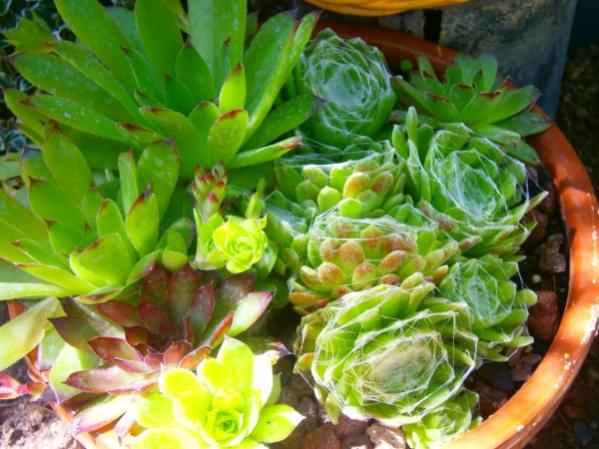 Name:  sempervivum (600 x 450).jpg
Views: 808
Size:  50.9 KB
