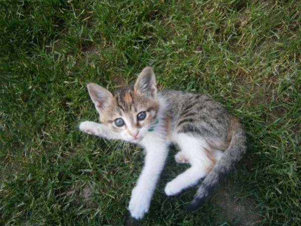 Name:  boncuk3 (600 x 450).jpg
Views: 819
Size:  56.5 KB
