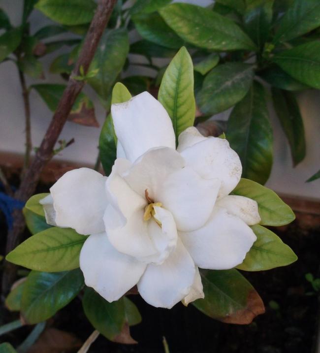 Name:  DSCF3088.jpg
Views: 685
Size:  40.8 KB
