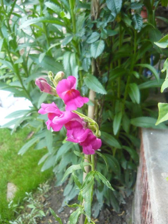 Name:  P1330959--.jpg
Views: 421
Size:  65.7 KB